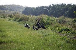 Wild Turkeys