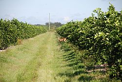 Deer in Citrus Grove