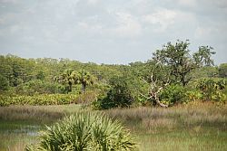 Florida Wetlands