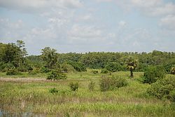 Florida Wetlands