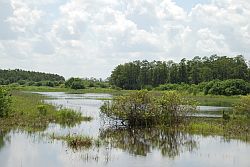 Florida Wetlands