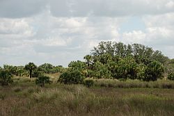 Florida Undeveloped land