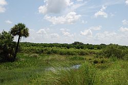Florida Wetlands