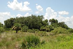 Florida Native Land